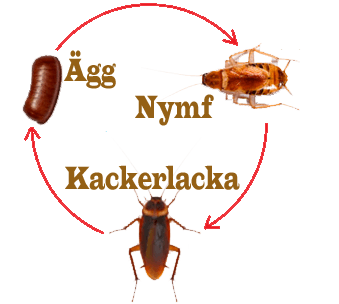 Reproduktion för den tyska kackerlackan