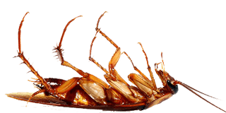 Kackerlacka i Malå