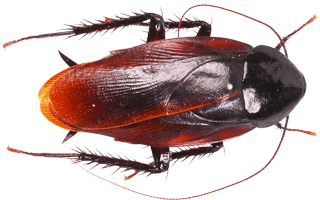 Kackerlacka i Ingarö