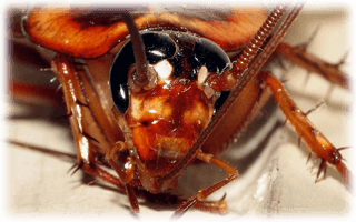 Kackerlackor i Blekinge län