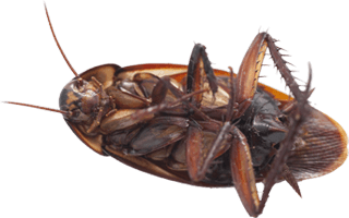 4600 olika arter av kackerlackor