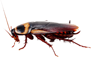 Kackerlacka i Färlöv